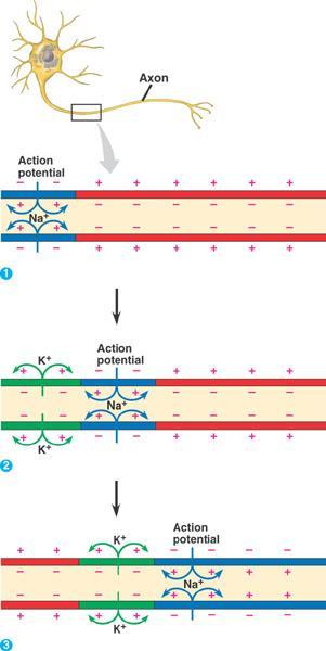 Saltatory Conduction Depolarization & Repolarization happens over and over down the axon, so the nerve