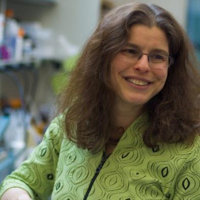 Rosalind Segal, MD, PhD, Ted Williams Chair; Co-Chair of the Department of Cancer Biology In addition, the team is collaborating with Rosalind Segal, MD, PhD, to develop new models that better