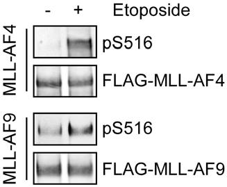 Supplementary Figure 11. MLL-AF4 and MLL-AF9 are phosphorylated at serine 516 upon DNA damage.