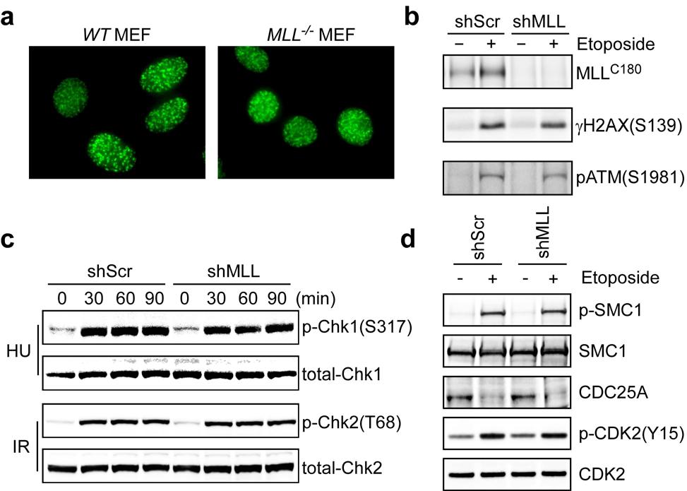 Supplementary Figure 7. Deficiency in MLL does not affect the upstream DNA damage signaling.