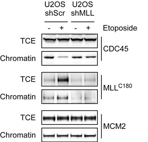 Supplementary Figure 8. MLL is required to prevent chromatin association of CDC45 upon DNA damage in U2OS cells.