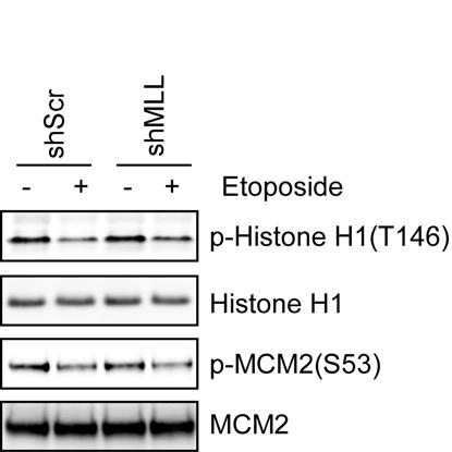 U2OS cells were synchronized in S phase, treated with 25 μm etoposide for 90 minutes, fractionated and subjected to Western blot analyses using the indicated antibodies. Supplementary Figure 9.
