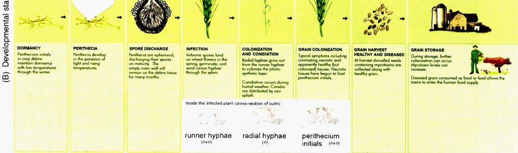 Crop debris, including old stalks and debris of maize, stubble of wheat, barley and other cereals, ensures high inoculum levels in the form of conidia and ascospores (Atanasoff, 1920; Sutton, 1982;