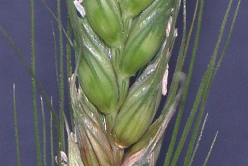 11 progression of infection followed the general progression of anthesis, beginning in the centre of the head and proceeding outward towards the tip and the base of the head.