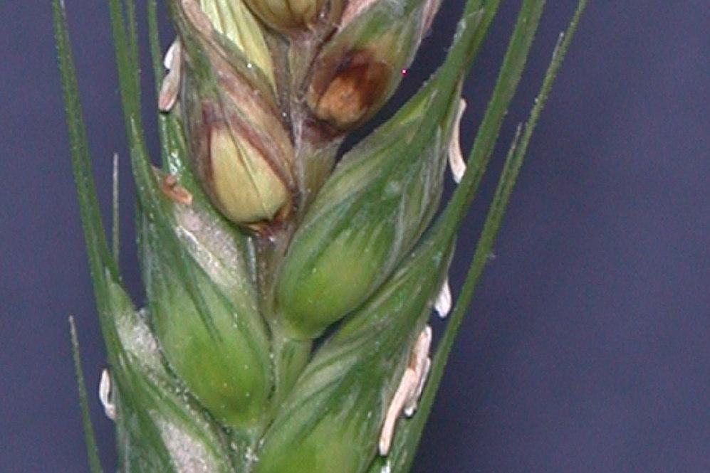 Aerial mycelium spreads externally from originally infected spikelets to adjacent spikelets during optimum weather conditions (Wiese, 1987).