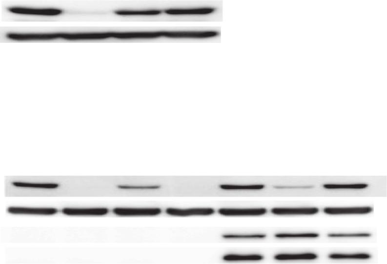 Bartels and Luban Retrovirology 2014, 11:73 Page 9 of 22 A B -pol -pol + MPMV CTE + 2232-3456 2232-3456 vector Pr65 actin NXF1 + NXT + Pr65 fragment 2232 3456.
