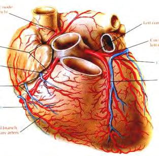Heart Development Robert G.