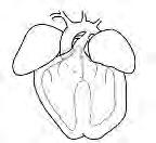 Second heart field progenitor