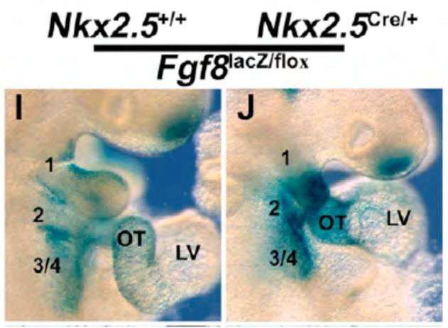Fgf8 is required for second heart