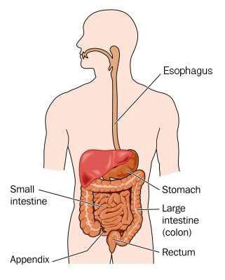 Understanding Your Body Your stomach and small intestine pull nutrients from the food you eat. Nutrients keep you strong and give you energy.