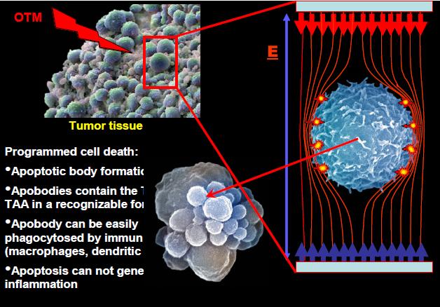 Oncothermia Journal 9:28-37 (2013) Oncothermia treatment induced immunogenic cancer cell death There are increasing evidence that certain type of anticancer therapeutical methods can induce a very