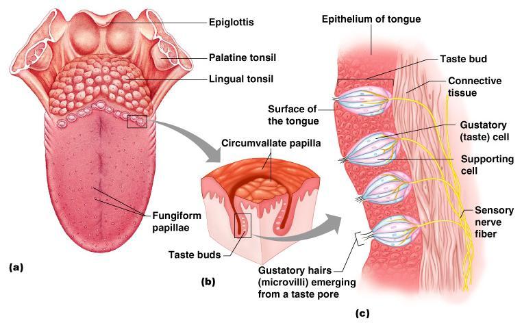 Structure of Taste Buds are the receptors o Have gustatory (long microvilli) o Hairs are by chemicals dissolved in