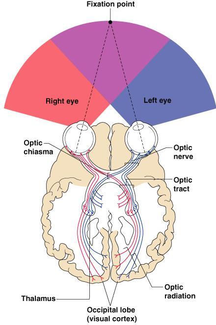Images Formed on the Retina Visual Pathway of the retina nerve bundle of axons carrying retinal impulses Optic nerve at the optic chiasma Optic contain fibers from the lateral side of the eye on the