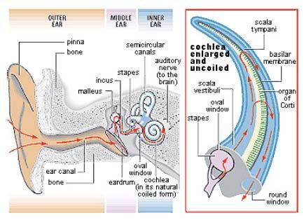 Pitch The non-linear frequency response of the auditory system is related to the physical structure of the basilar membrane.