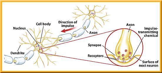 1 Synapses The Nervous System To move from one neuron to the
