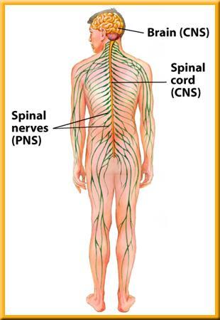1 The Nervous System The Central Nervous System The central nervous system is made up of the