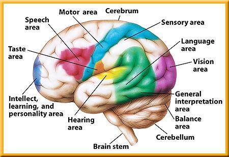 1 Brain Stem The Nervous System At the base of the brain is the brain stem.