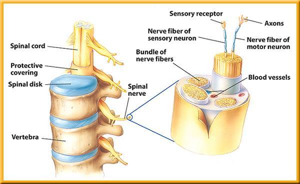 1 The Nervous System The Spinal Cord A column