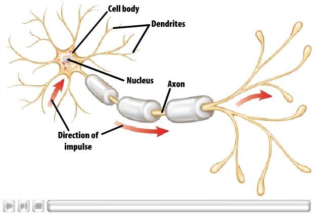 1 Nerve Cells The Nervous System The basic functioning units