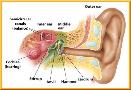 2 The Senses The Inner Ear The cochlea (KOH klee uh) is a fluidfilled structure shaped