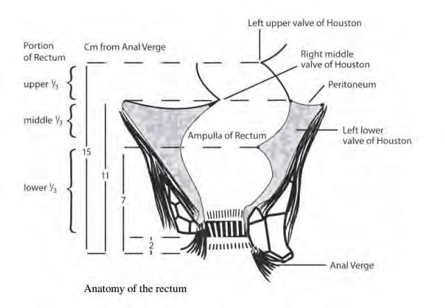 Rectum Anatomy Lu, J., & Brady, Luther W. (2010).