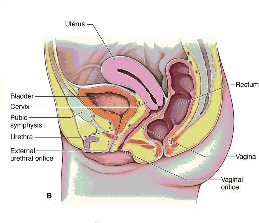 Female Pelvic Anatomy Morton, D., Albertine, Kurt H., & Foreman, K. Bo. (2011).
