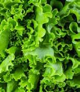 Iron is a key micronutrient involved in photosynthesis that also enables other biochemical processes such as respiration, symbiotic nitrogen