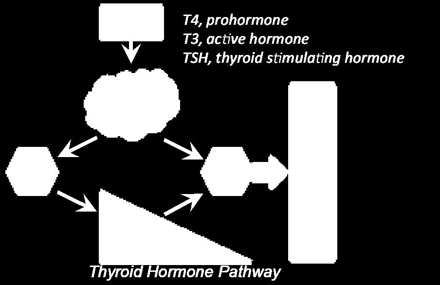 LDL-cholesterol Lowers triglycerides Lowers liver fat, potentially reducing lipotoxicity, NASH No thyrotoxicosis (THR-α effect) Unlike other pathways which