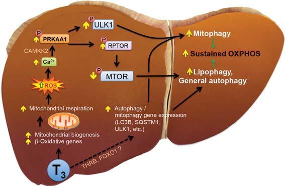 Lipotoxicity: THR-β Agonists May Reduce Lipotoxicity Most hepatic fat derives from external sources, particularly free fatty acids from adipocytes; in NASH, β-oxidation of liver lipids is reduced