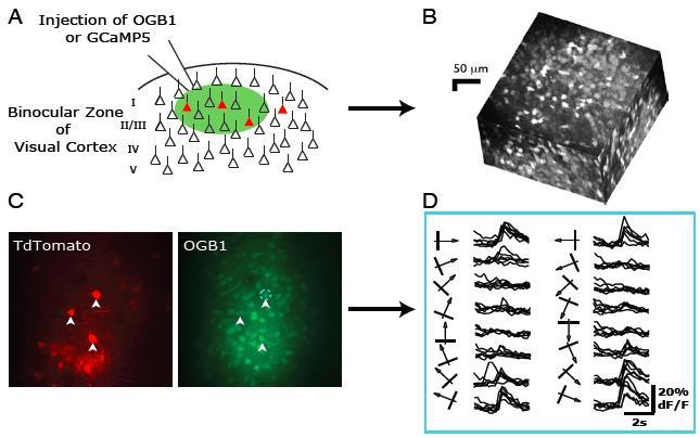 Ocular dominance of labeled cells in layer 3 measured by