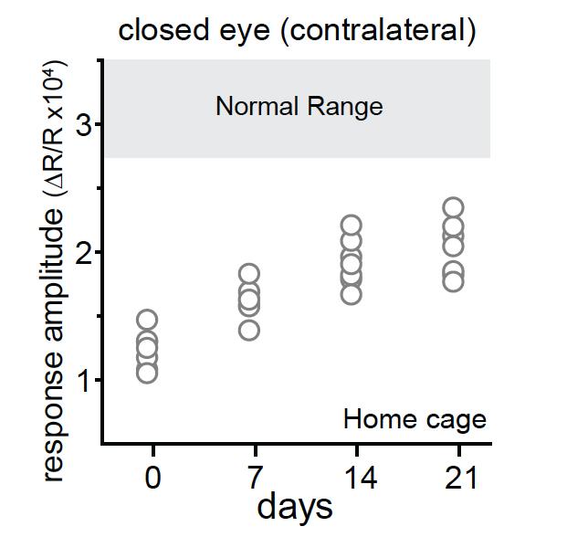 Slow and incomplete recovery of closed-eye responses in adult V1 after prolonged MD Monocular visual deprivation for ~5 months beginning in