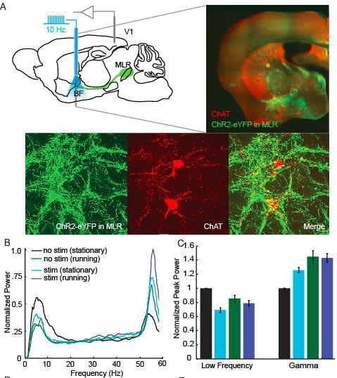 ChR2 stimulation of PPTg afferents to basal forebrain partially mimics effect of