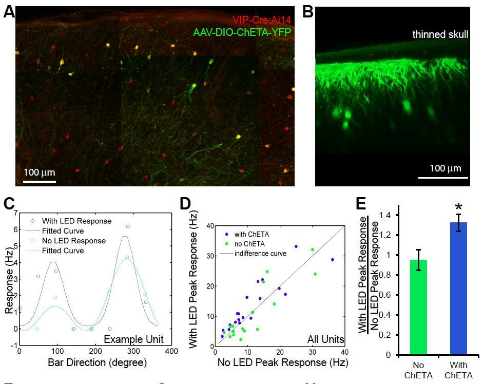 Optogenetic Activation of VIP neurons