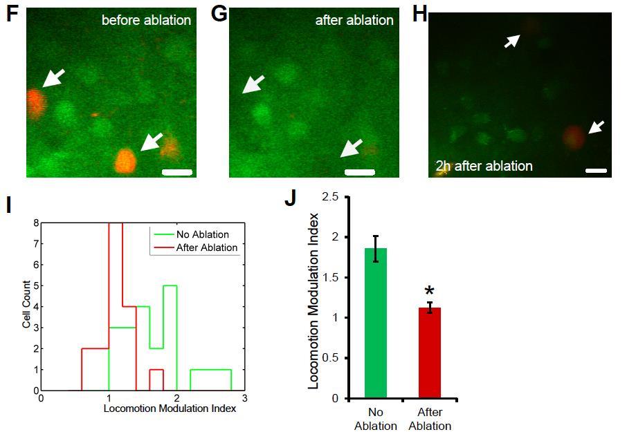 Photolytic Damage to VIP neurons blocks