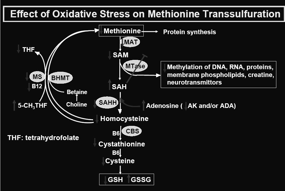 Methionine Transsulfuration to Cysteine and Glutathione Methionine THF SAM Potential (SAM/SAH) MTase 5,10-CH 2 THF 1 MS BHMT 2 Cell B12 SAH Betaine MTHFR 5-CH 3 THF SAHH Choline Adenosine