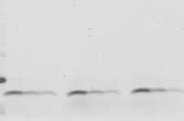 2 37 2 Figure 1e Peptide scan
