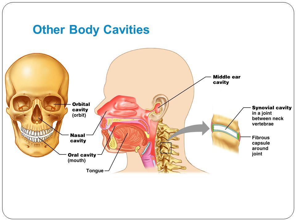 Other Body Cavities Oral and digestive cavities Nasal