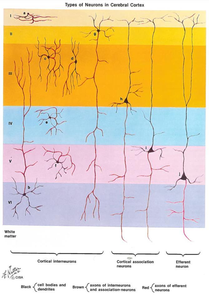 neurons Afferent neuronal pathways
