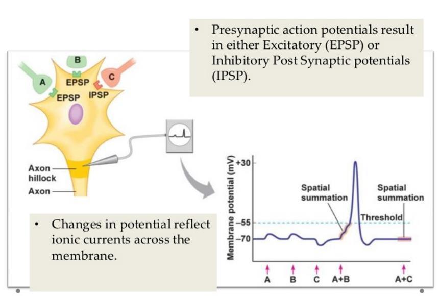 Post-synaptic potentials http://www.