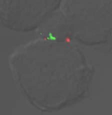 and CTL were conjugated with L121 target cells in the presence of