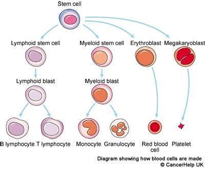 Myeloproliferative Disease Can evolve from one