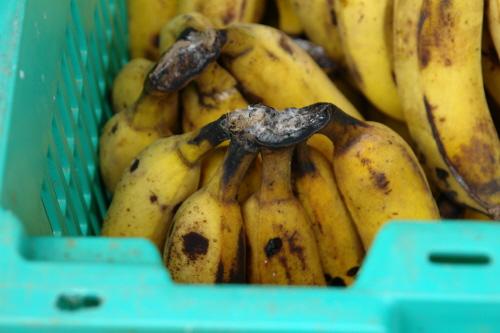 Crown rot of banana