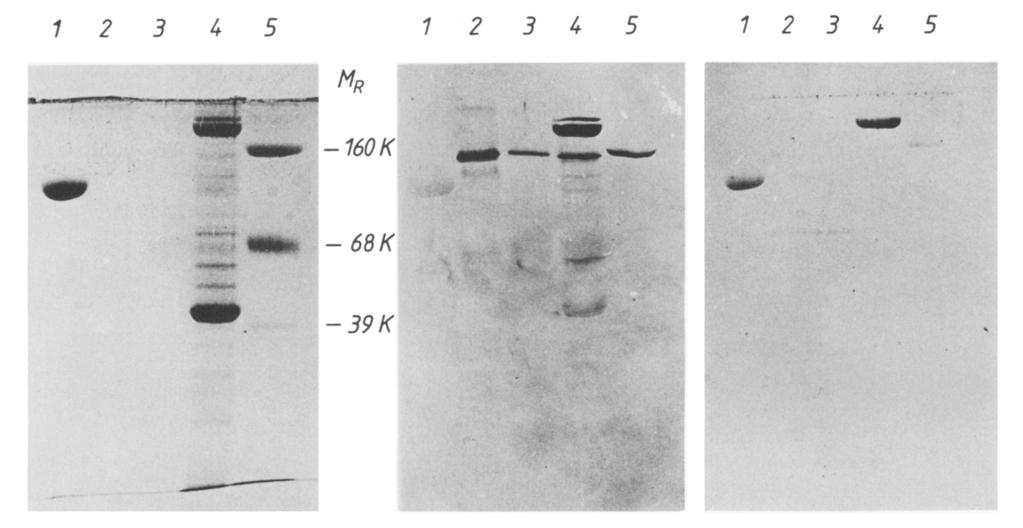 Volume 154, number 1 FEBS LETTERS April 1983 SDS- PAGE Nitrocellulose blots treated with anfi srn~~i~ muscle Caflg ATPase an~j~~d~~s non - immune serum I= control) Fig.2.