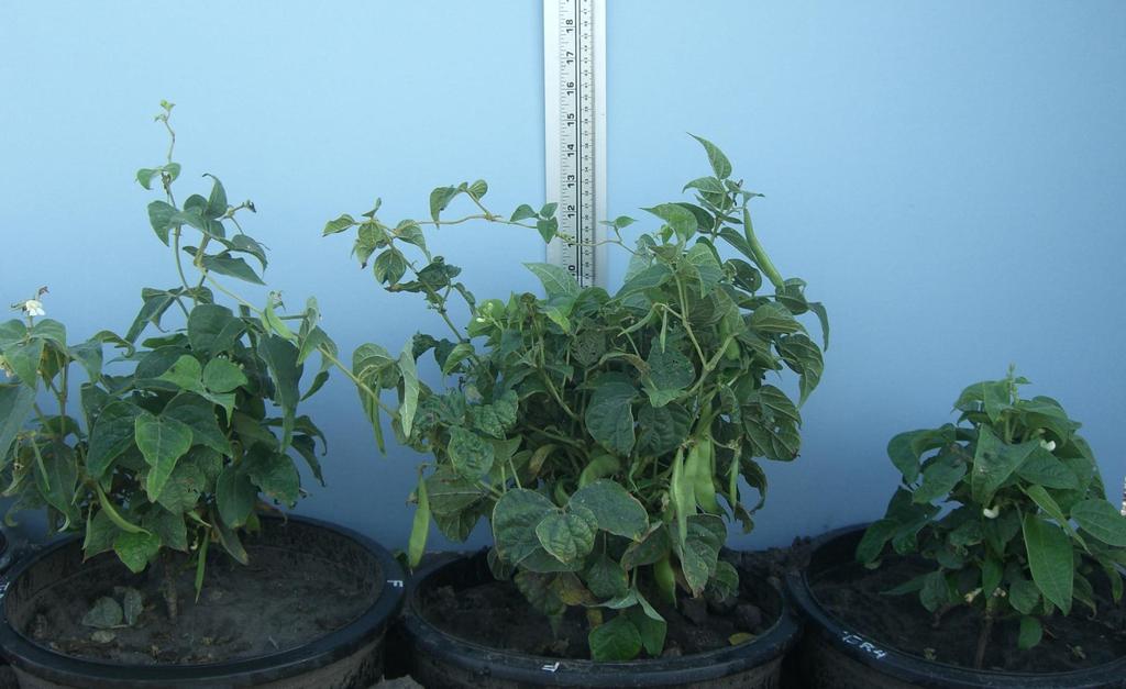 EFFECT OF SCN ON GROWTH OF DRY BEAN Pinto ean field experiment