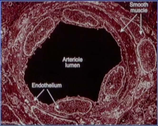Endothelial dysfunction and The Endothelial Organ Atherosclerosis One of the largest organs in the body (weighs 1.