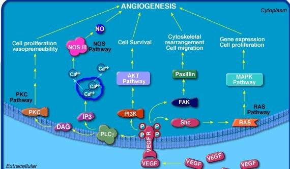 VEGF pathway and angiogenesis