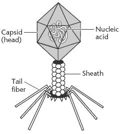 AP Biology Reading Guide Name Chapter 19: Viruses Overview Experimental work with viruses has provided important evidence that genes are made of nucleic acids.
