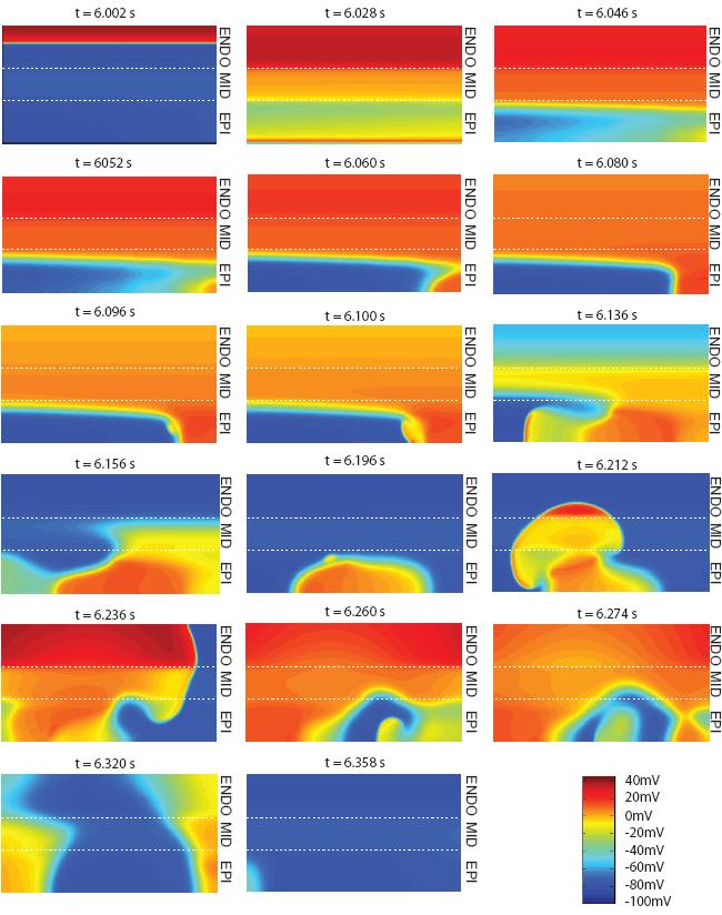 Figure 4.3 Membrane potential snapshots from the 6th beat of a twodimensional tissue simulation with epicardial G to linear gradient from 1.5 to 2.0 ms/µf.