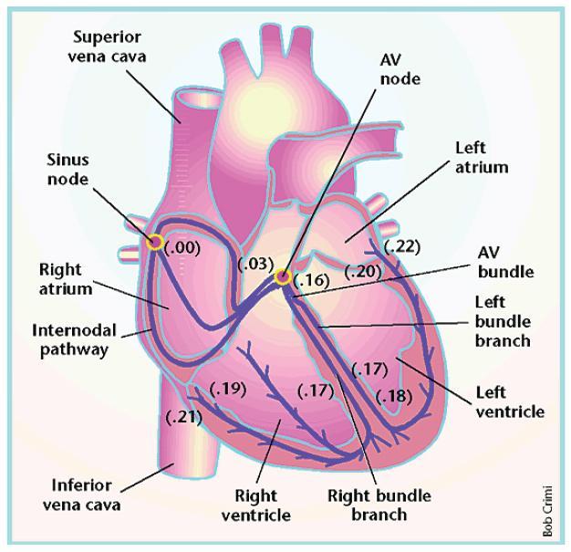 Figure 1.1: Cardiac structure and conduction system.