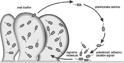 Medicinski Glasnik, Volumen 6, Number 2, August 2009 UVOD U prirodi mikroorganizmi mogu egzistirati kao planktonski organizmi - individualne stanice koje slobodno plivaju u tekućem mediju; ili u